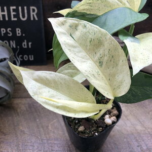 �����X�e�� ���j�A�[�^�E�~���g ���A�i�� �ϗt�A��