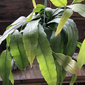 �P�������l �݂艺�� ���h 5�� �ϗt�A�� �G�s�t�B�����E�A���O���Q��