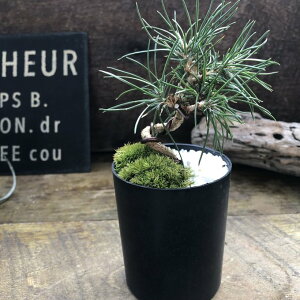 �����̋Ȃ���؎d���� �~�� ���h ������� �C���e���A