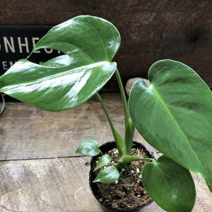 3.5�� �����X�e���@�f���V�I�[�T�@�R���p�N�^monsteradeliciosa compacta �␫���^