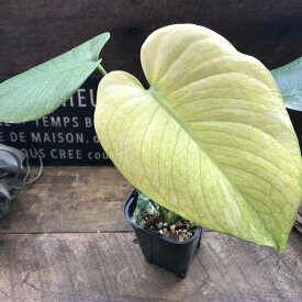 ホワイトモンスター モンステラ 希少 観葉植物