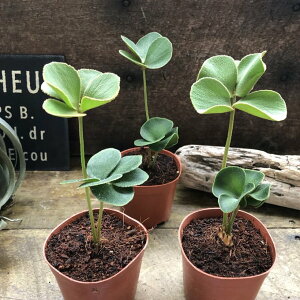 U~A lt`Zt N ϗtA CeA