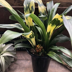 N Ig D @ 5.5TCY A Ԃ