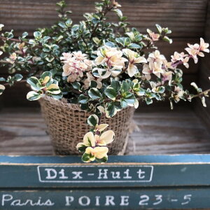 ytHbNX[^Cz ^C AeB[NF n[u u₩ȍ nMOoXPbg 񂹐A K[fjO 