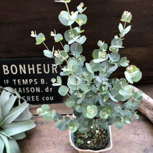 yOj[z [J lC Vo[ t Ύ n[u A} ۂt 킢  Ă₷ SҌ c A  A K[fjO ϗtA 