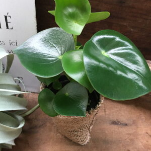 WFCh yy~A ϗtA CeA K[fjO