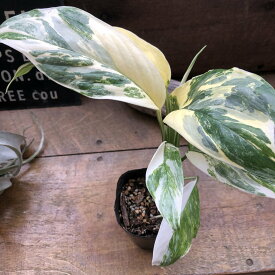 モンステラ　『レクレリアナ　バリエガータ』 斑入り 観葉植物