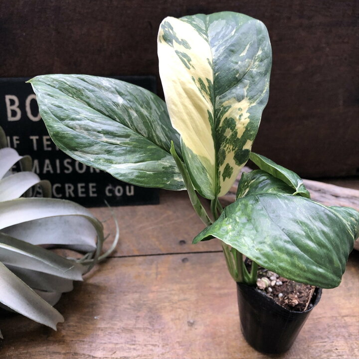 楽天市場】モンステラ 『レクレリアナ バリエガータ』 斑入り 観葉植物  