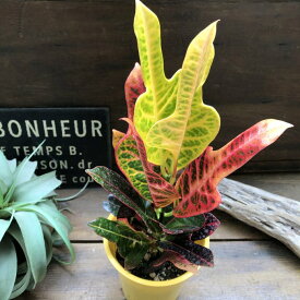 【エクセレント】★ クロトン ヘンヨウボク 綺麗な観葉植物 個性的 おしゃれ インテリア