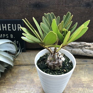 TCY U~A ȉ򍪐A ϗtA CeA