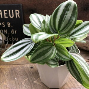 xVtFeB yy~A ϗtA CeA