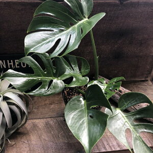 �����X�e���@�f���V�I�[�T�@�R���p�N�^monsteradeliciosa compacta �␯�@���^