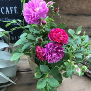 yXB[g`Ibgz lG炫  ~jo KN ||炫  A 񂹐A K[fjO 