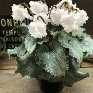 yXz ̃VN  ^̉ tW炫 D CeA A 蕨 v[g 