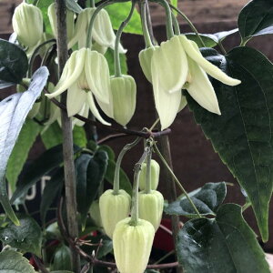 y~F̃fB[ 3.5z ~炫 N}`X x炫  ؂₩  A K[fjO 