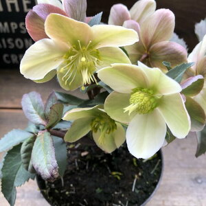 yHGCeNXgz NX}X[Y ĐVi ԕۂǂ Ԋy߂ A 蕨 v[g 