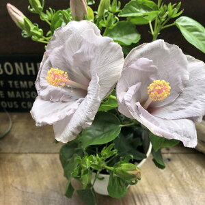 yPCgz  nCrXJX c AeB[NF u[O[  ĐF K[fjO 