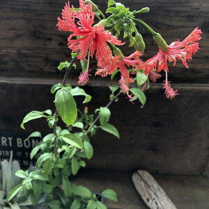 風鈴仏桑花 フウリンブッソウゲ ハイビスカス ガーデニング