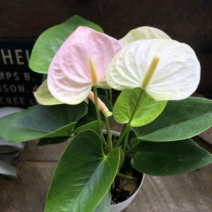 XB[gh[ AXE sN K[fjO ϗtA