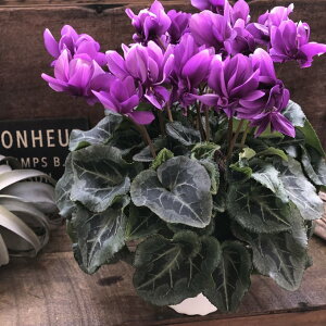 �� �t�F�A���[�s�R �u���[ �����d�炫 �V�N������ �ϗt�A��