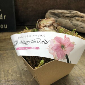 ���̂���Ȃ��}�W�b�N�A�}�����X �X�E�B�[�g�X�^�[ ����