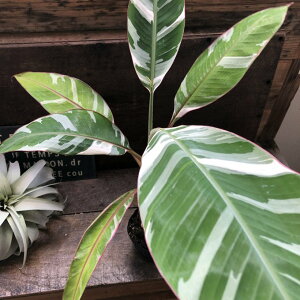 �y������o�i�i ���T �A�G�A�G(Musa Aeae) �z������o�i�i�@�ϗt�A���@����A���@�o�i�i�@�c�@�c�؁@�C���e���A�O���[���@�������@�K�[�f�j���O�@Musa Aeae�@��������