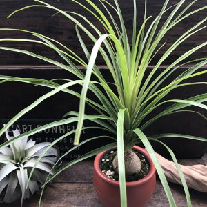 観葉植物 ポニーテール」の人気商品一覧・価格比較 - 価格.com