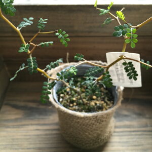 y\zgz \tHEgxCr[ ϗtA w̖ ȗt WOUOׂ̍}  킢 v[g 