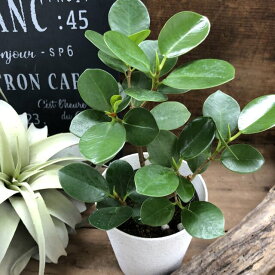 楽天市場 観葉植物 サイズ 植木鉢 4 6号 花 観葉植物 花 ガーデン Diy の通販 楽天市場 観葉植物 サイズ 植木鉢 4 6号 花 観葉植物 花 ガーデン Diy の通販