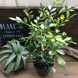 楽天市場 シルクジャスミン 観葉植物 花 観葉植物 花 ガーデン Diyの通販