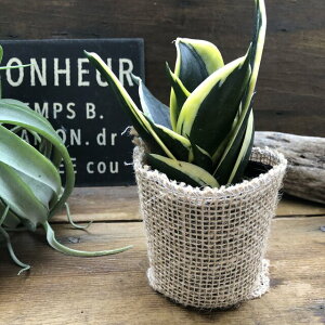 観葉植物 サンスベリア ハニーの人気商品 通販 価格比較 価格 Com 観葉植物 サンスベリア ハニーの人気商品 通販 価格比較 価格 Com