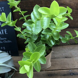 楽天市場 ホヤ 観葉植物の通販