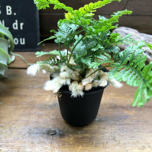 観葉植物 シダ植物の人気商品 通販 価格比較 価格 Com