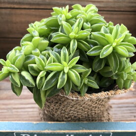 楽天市場 ペペロミア 花 観葉植物 花 ガーデン Diy の通販