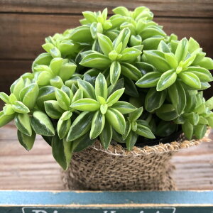 観葉植物 ペペロミア Diy 工具の人気商品 通販 価格比較 価格 Com