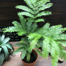 楽天市場 エバーフレッシュ 観葉植物 花 観葉植物 花 ガーデン Diyの通販