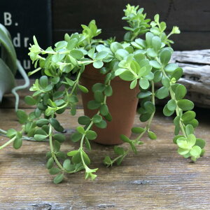 観葉植物 ペペロミア ミニサイズの人気商品 通販 価格比較 価格 Com