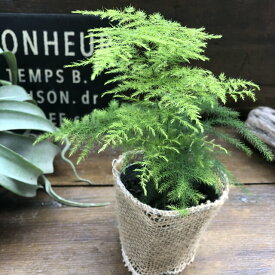 楽天市場 アスパラガス ナナス 花 ガーデン Diy の通販