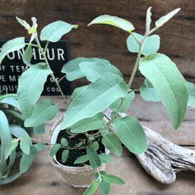 楽天市場 網戸 虫除け 観葉植物 花 観葉植物 花 ガーデン Diyの通販