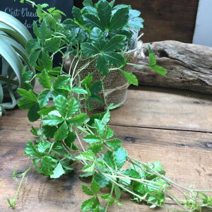 観葉植物 つるの人気商品 通販 価格比較 価格 Com