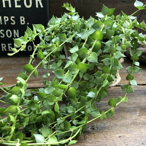 観葉植物 つるの人気商品 通販 価格比較 価格 Com