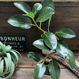 楽天市場 フランスゴムの木 観葉植物 花 観葉植物 花 ガーデン Diyの通販 楽天市場 フランスゴムの木 観葉植物 花 観葉植物 花 ガーデン Diyの通販