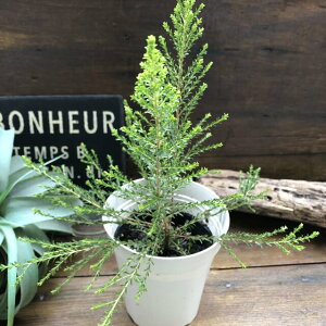 ハーブ 花 苗の人気商品 通販 価格比較 価格 Com