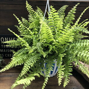 観葉植物 シダの人気商品 通販 価格比較 価格 Com 観葉植物 シダの人気商品 通販 価格比較 価格 Com