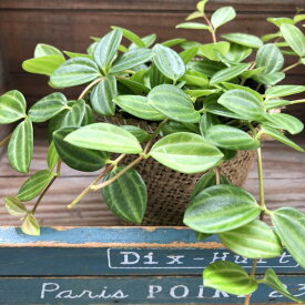 楽天市場 ペペロミア 花 観葉植物 花 ガーデン Diy の通販 楽天市場 ペペロミア 花 観葉植物 花 ガーデン Diy の通販