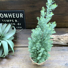 楽天市場 コニファー 観葉植物 花 観葉植物 花 ガーデン Diyの通販 楽天市場 コニファー 観葉植物 花 観葉植物 花 ガーデン Diyの通販
