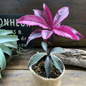 ygE 薜z xjNWN ԗt Ԃ t ϗtA  N̗ǂ񂹐A A v[g 蕨 