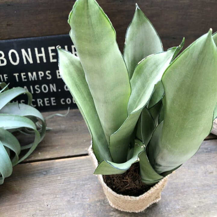 楽天市場 ムーンシャイン 超希少 サンスベリア 観葉植物 空気清浄 パリジェンヌ