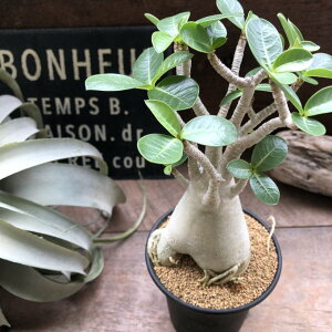 観葉植物 塊根植物」の人気商品一覧・価格比較 - 価格.com