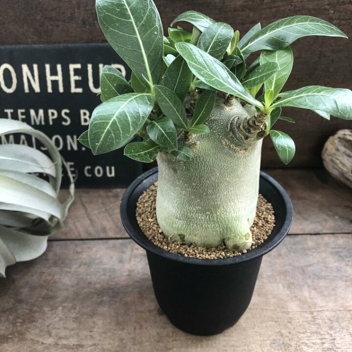 楽天市場】【アデニウム アラビカム】☆ 塊根植物 蛸足 コーデックス 
